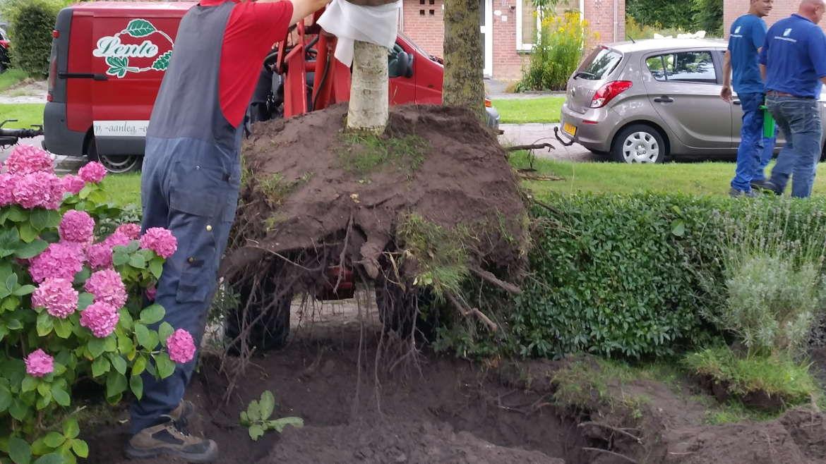 02_verplanten_walnootboom_Koudum_20150824_111037