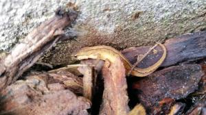 005.O.a fruivlieg, spin en meelworm sttan op het menu van de salamander