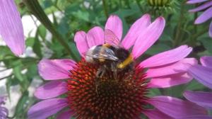 006.Hommels en bijen zorgen voor bestuiving